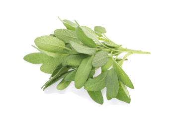 Sage plant on a white background