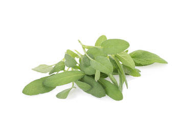 Sage plant on a white background