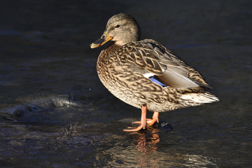 Stockente im Winter