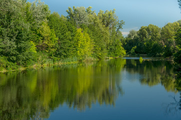 Fototapeta na wymiar Forest on the banks river