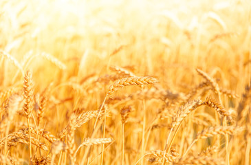 Ripe gold wheat