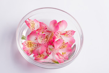 Delicate freesia in a bowl of water.