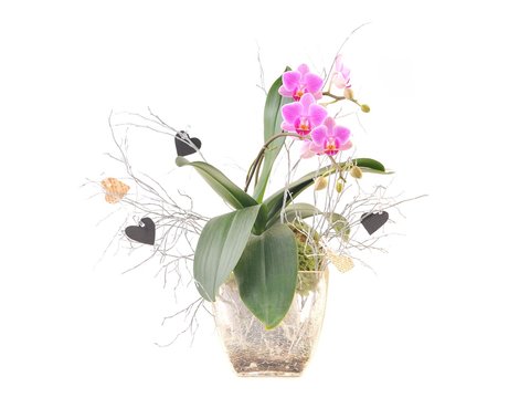 Orchidea Phalaenopsis im Blumentopf