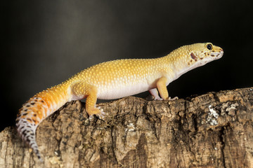 Fototapeta premium Leopard gecko on a tree trunk