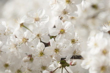 Cherry blossoms over blurred nature background/ Spring flowers/Spring Background with bokeh