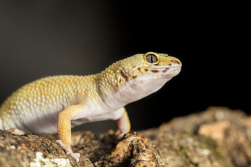 Frontal view a leopard gecko on a branch