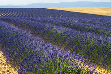Obraz na płótnie Canvas Plateau de Valensole (Provence), lavender