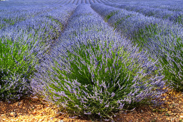 Obraz premium Plateau de Valensole (Provence), lavender
