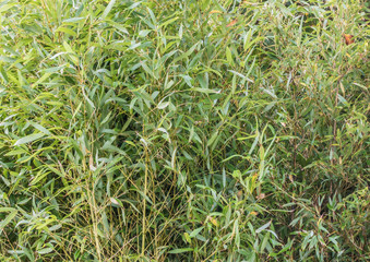 Wall Of Bamboo