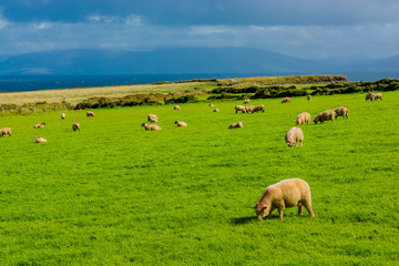Naklejka na ściany i meble Herde Schafe an der Küste von Irland