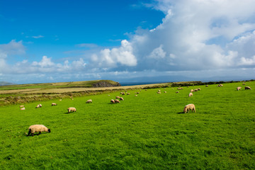Obraz na płótnie Canvas Herde Schafe an der Küste von Irland