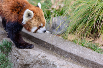 レッサーパンダ