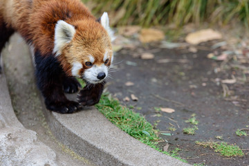 レッサーパンダ