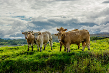 Herde Rinder auf der Weide