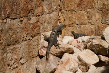 uxmal ruins in yucatan mexico