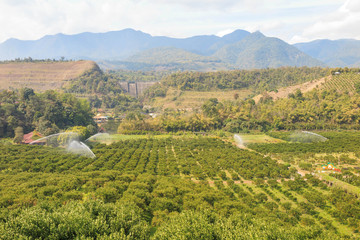 Orange garden farm in the mountain valley