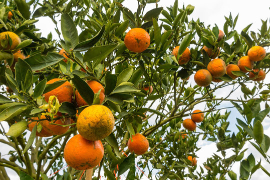 Oranges on trees in the garden in blur background