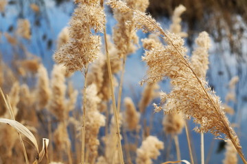 Fototapeta premium dry common reed in blue swamp background, bull rush