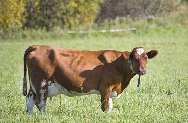 Cow in the gras