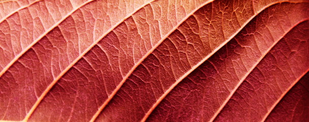 Red leaves texture