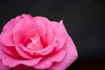 Obraz premium rose in sweet and soft color use for flora background