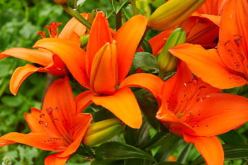 Fototapeta na wymiar Bright orange lily flowers