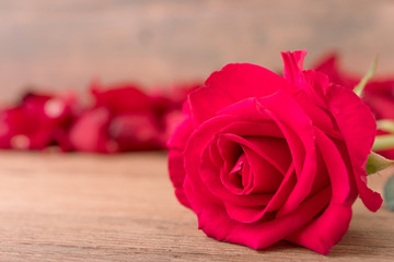 Red rose and rose petals, on the wooden background, Valentine's concept.