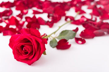 Red rose and rose petals, isolate background, Valentine's concept.