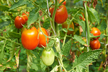 Branch of red tomato on vegetable garden