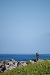 Blue Footed Booby (Sula nebouxii) looking at the water. Taken at Punta Suarez National Park on Isla Española, Ecuador. Copy space at top.