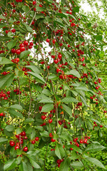 Branch of cherry tree
