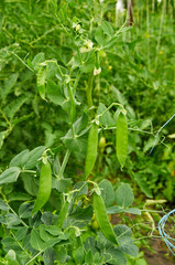 bush of pea with unripe pods