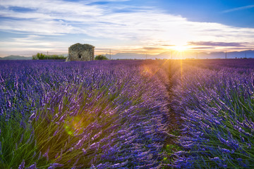 Fototapeta na wymiar Sunrise on a lavender field with a ruined hut