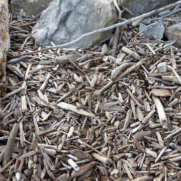 Bois flott&eacute;