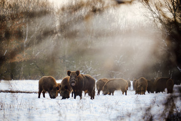 Wild boars on winter forest - 101819705