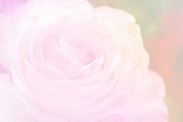 Fototapeta na wymiar rose in sweet and soft color use for flora background