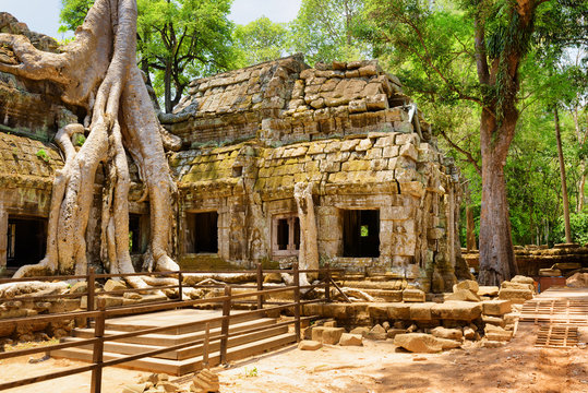 Ta Prohm temple has been swallowed by jungle in Angkor, Cambodia
