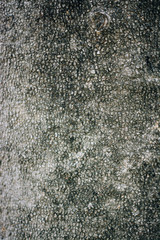 wooden texture background