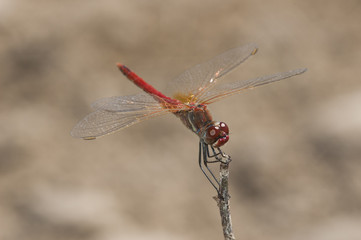 Sympetrum flaveolum