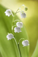 Door stickers Lily of the valley Lily of the valley