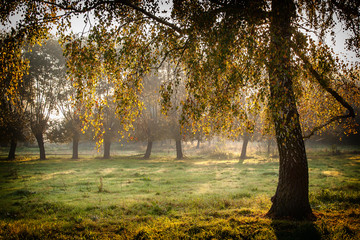 Brzoza w słońcu © podlaski49