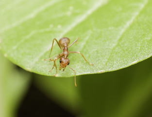 A ant on leaf in the garden