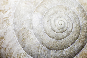 Macro of a snail shell