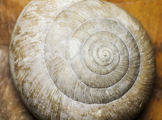 Macro of a snail shell