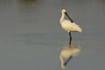 spatola (Platalea leucorodia) toelettatura piumaggio