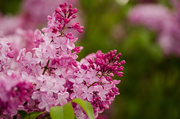 Rose lilac-bush on the green background