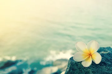 Zelfklevend Fotobehang Witte frangipani op de rots op het strand © number1411