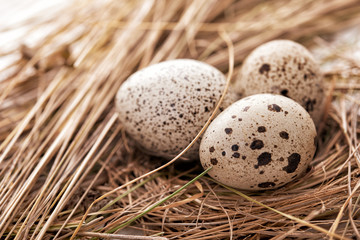 Naklejka na ściany i meble quail eggs