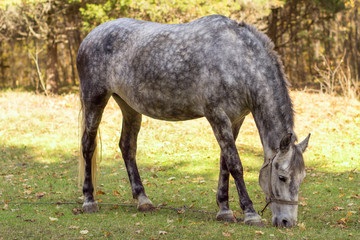 Obraz na płótnie Canvas Horse grazing in the pasture