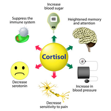 Cortisol Functions